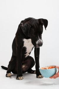 friandises pour chien fabriqué en France