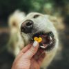 Thym carotte friandise chien