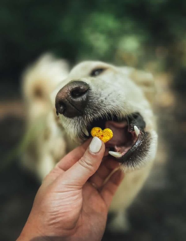 Thym carotte friandise chien