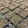 Friandises pour lapins - Gaufrette bruyère et Aneth