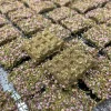 Friandises pour lapins - Gaufrette bruyère et Aneth