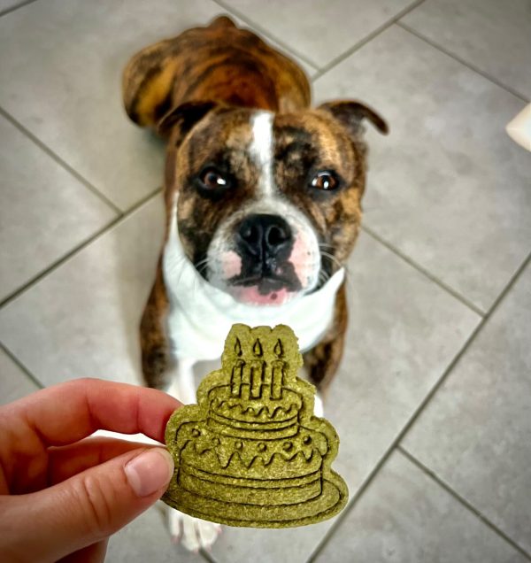 anniversaire-chiens-biscuits