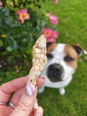 Anchois-doré-friandise-chien-chat Anchois-doré-friandise-chien-chat