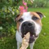 Anchois-doré-friandise-chien-chat