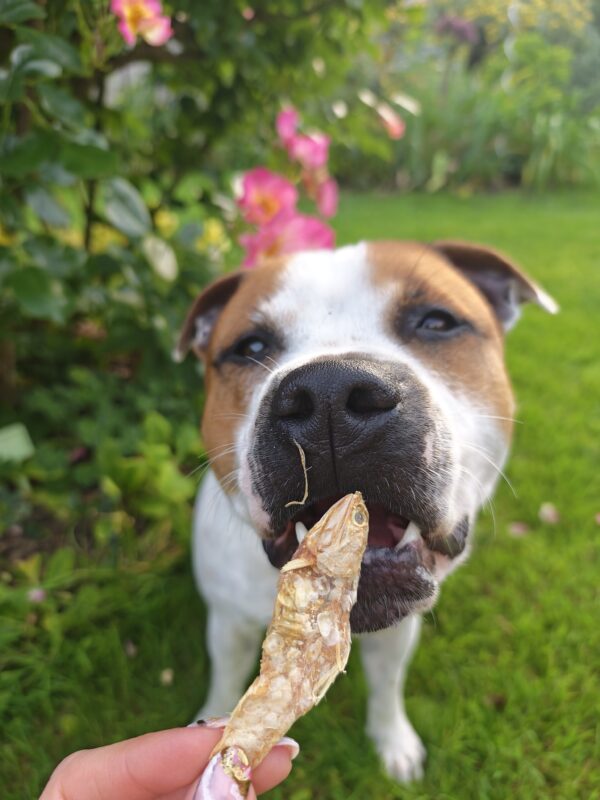 Anchois-doré-friandise-chien-chat