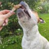 Anchois-doré-friandise-chien-chat