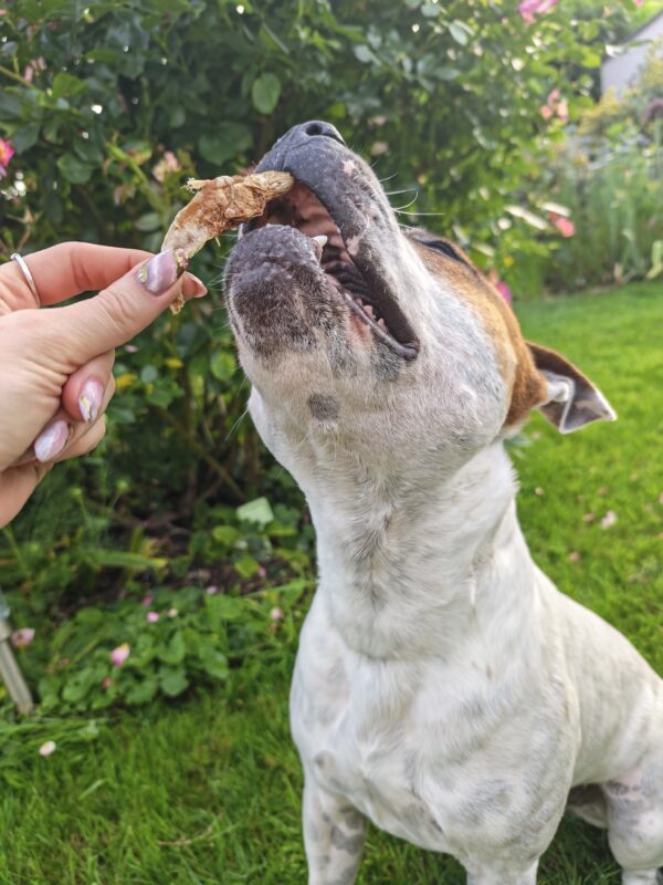 Anchois-doré-friandise-chien-chat